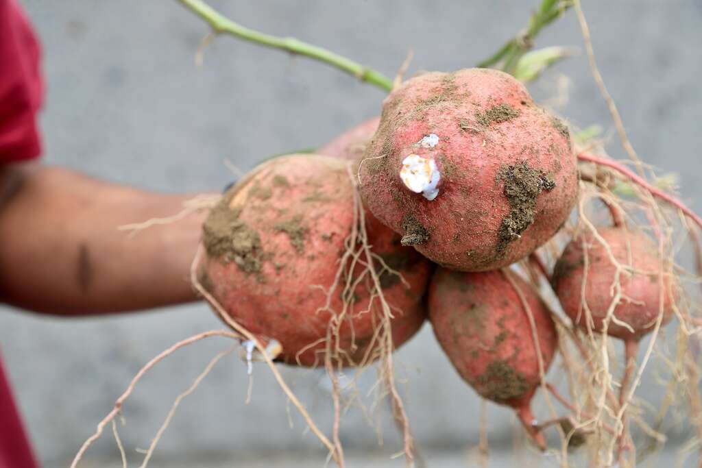 台農66號有白色乳汁　圖片來源：農遊超市