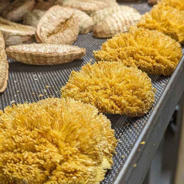 范家愛玉園-果實