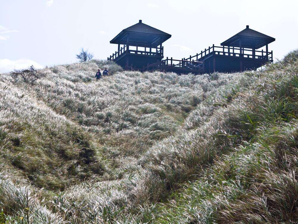 草嶺古道芒花-圖片來源：新北市觀光旅遊網