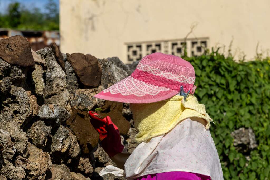 澎湖人利用牛屎拍壓成餅狀黏在咾咕石牆上曬乾做燃料