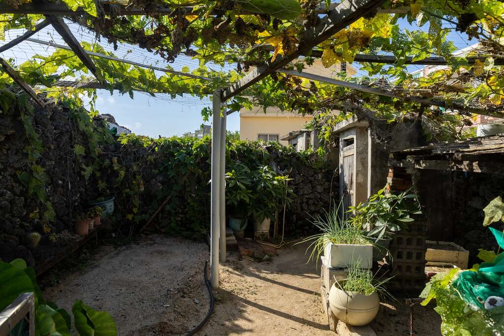 菜宅抵禦冬季東北季風讓作物順利生長