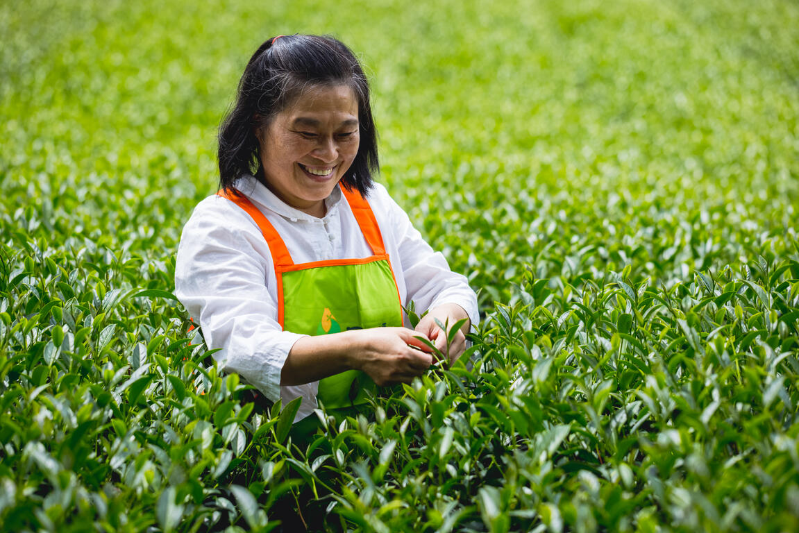 田媽媽與豐沃茶園
