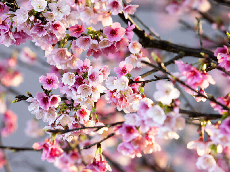 2026樂活夜櫻季_取自花IN台北官網