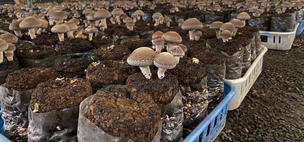 百菇莊 圖片來源：農遊超市