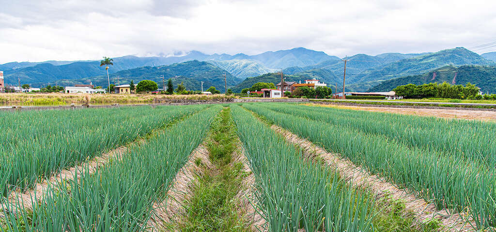 星寶蔥體驗農場 圖片來源：農遊超市
