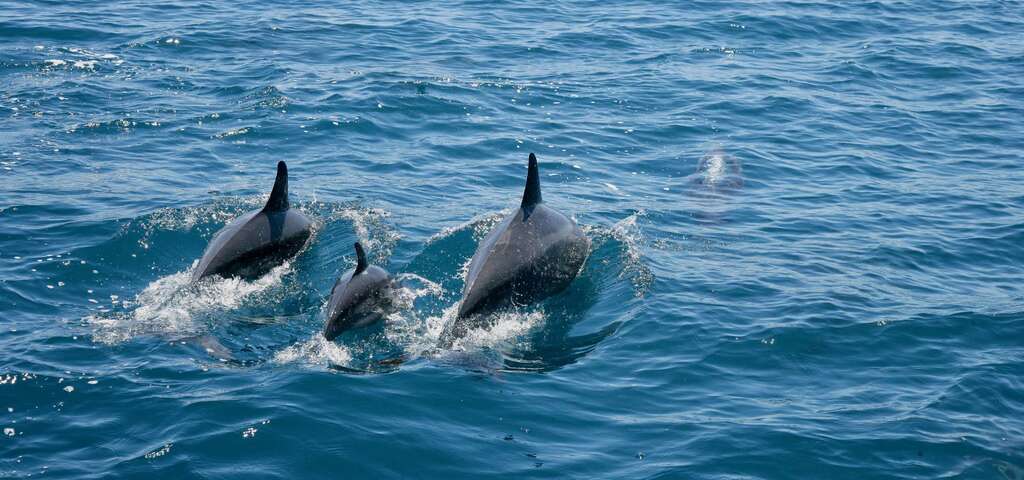 海豚躍出海面 圖片來源：農遊超市