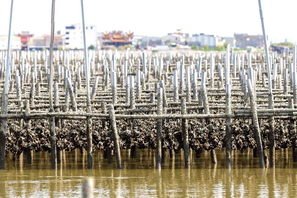 平掛式牡蠣養殖 圖片來源：台灣休閒農業發展協會