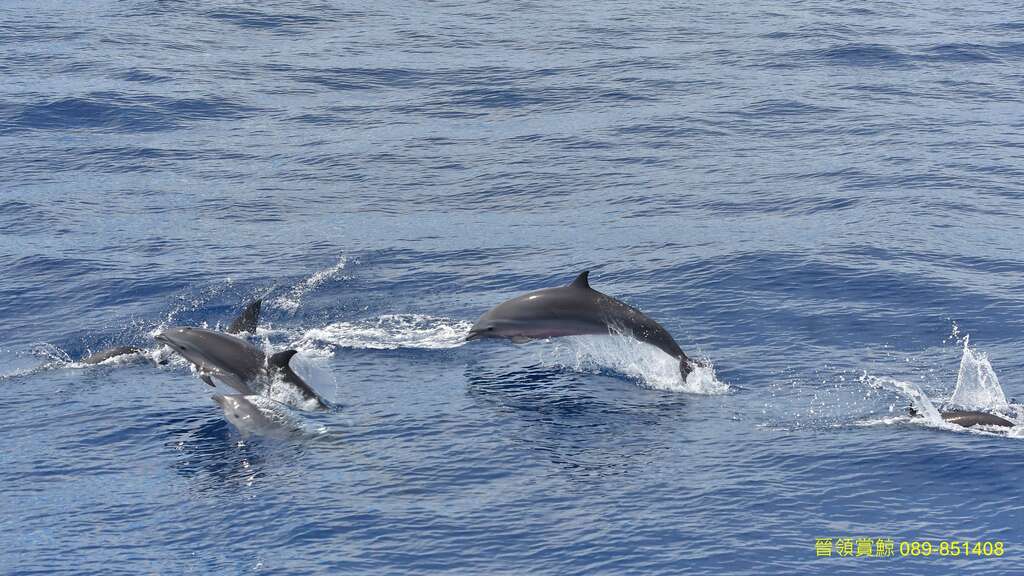 晉領賞鯨 照片授權：晉領 賞鯨 台東成功