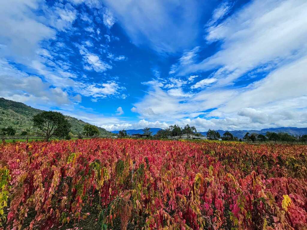 以斯馬哈散農莊-紅藜田 (2)_照片授權：以斯馬哈散農莊