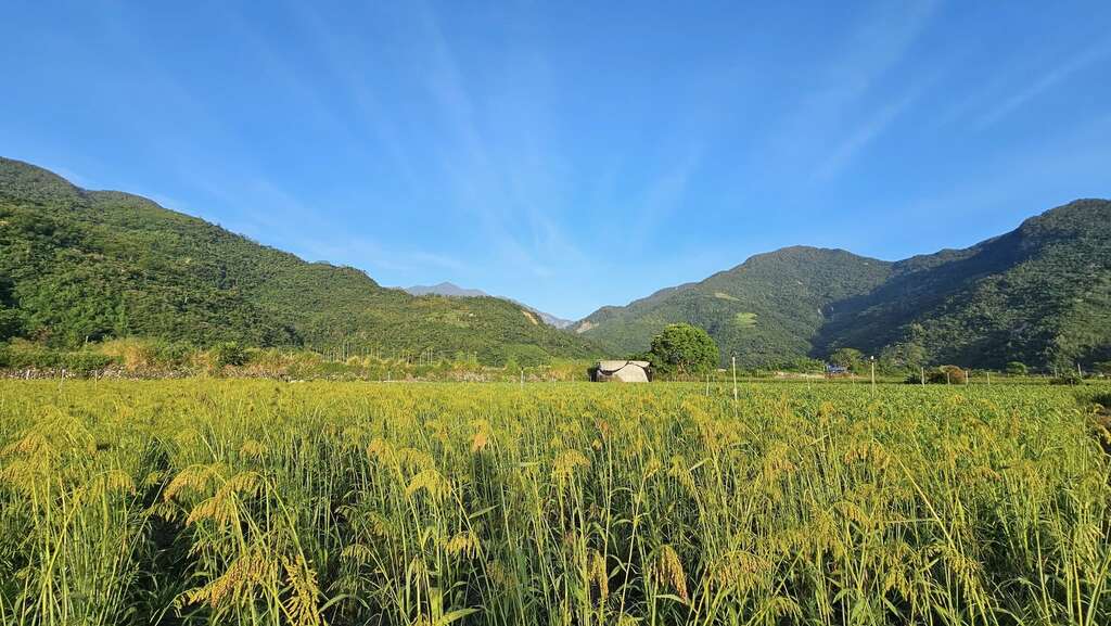 油芒 照片授權：以斯馬哈散農莊