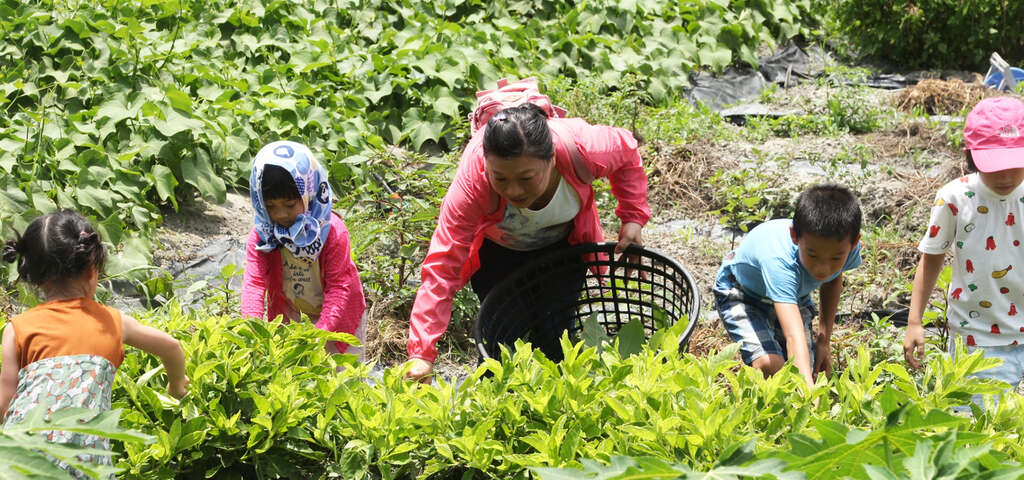 採摘野菜　圖片來源：農遊超市