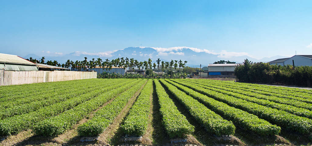 竹林有機農場 圖片來源：農遊超市