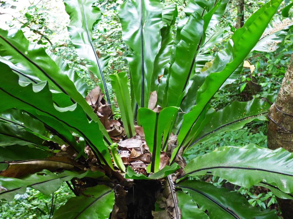 山蘇-拍攝者：Daniel Shi 圖片來源：開放博物館