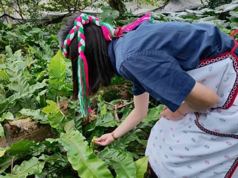 山蘇採收 照片授權：後山蕨起