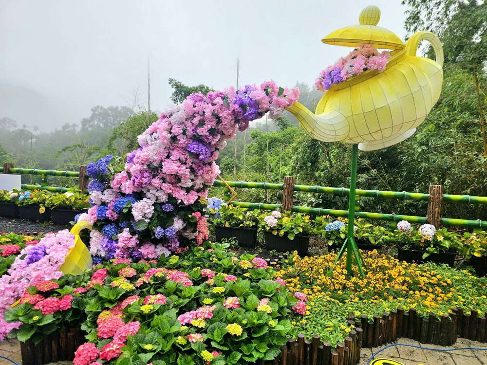 桃園花現台七 - 繡球金針農遊趣_取自新聞畫面