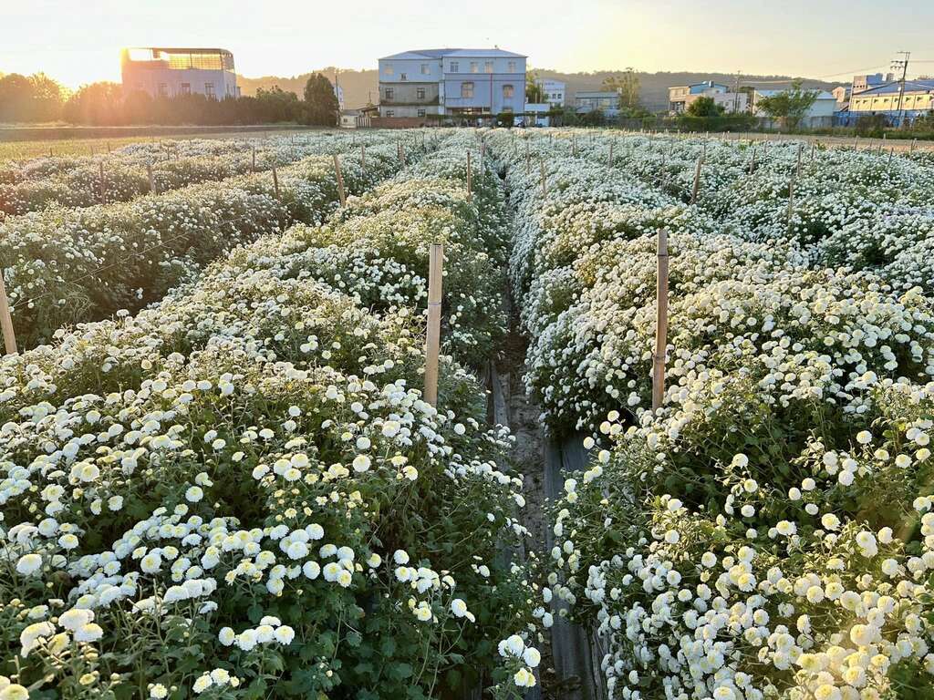 2025銅鑼杭菊生活節_圖片授權：花現銅鑼 (4)