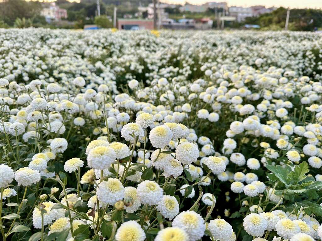 2025銅鑼杭菊生活節_圖片授權：花現銅鑼 (1)