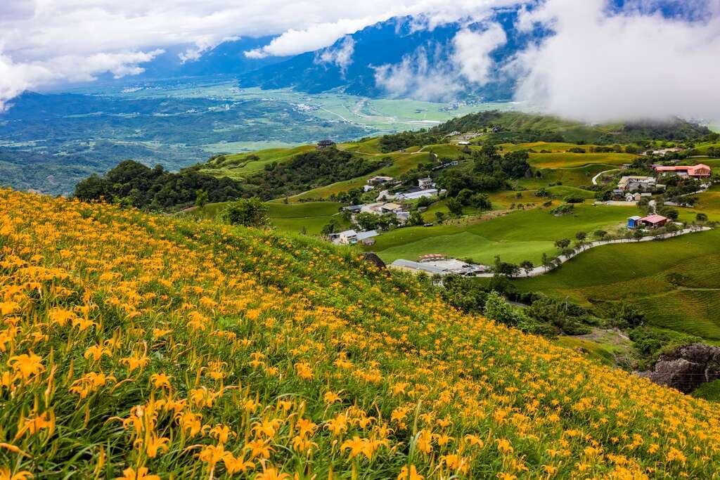富里六十石山金針花季