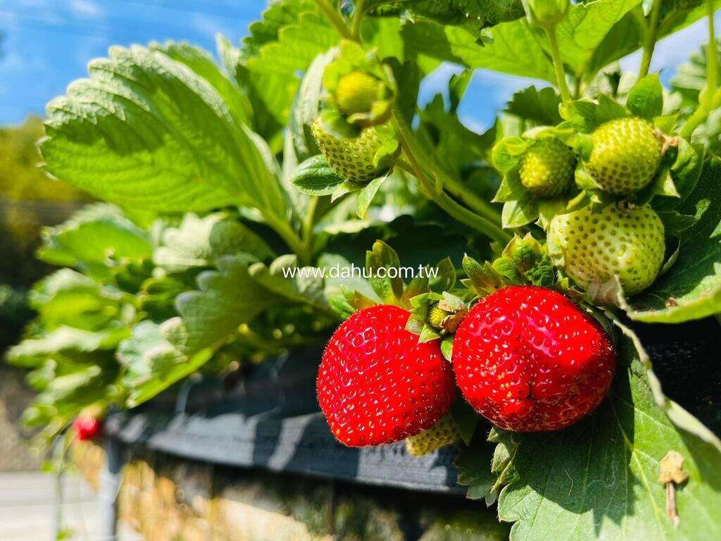 Dahu Township Strawberry Cultural Festival