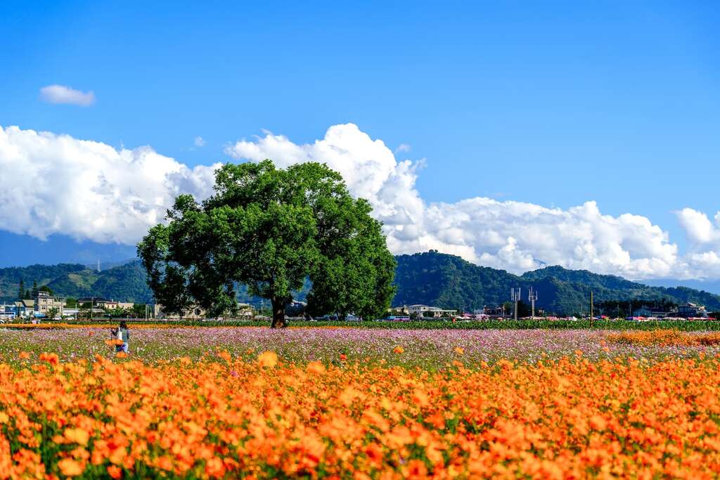 Sea of Flower in Xinshe and Taichung International