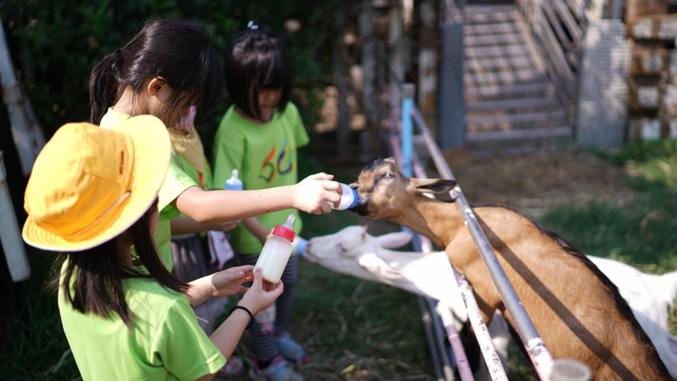 體驗餵小羊喝奶