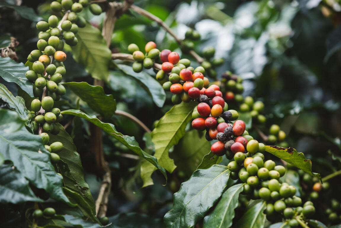 咖啡樹上的咖啡果實