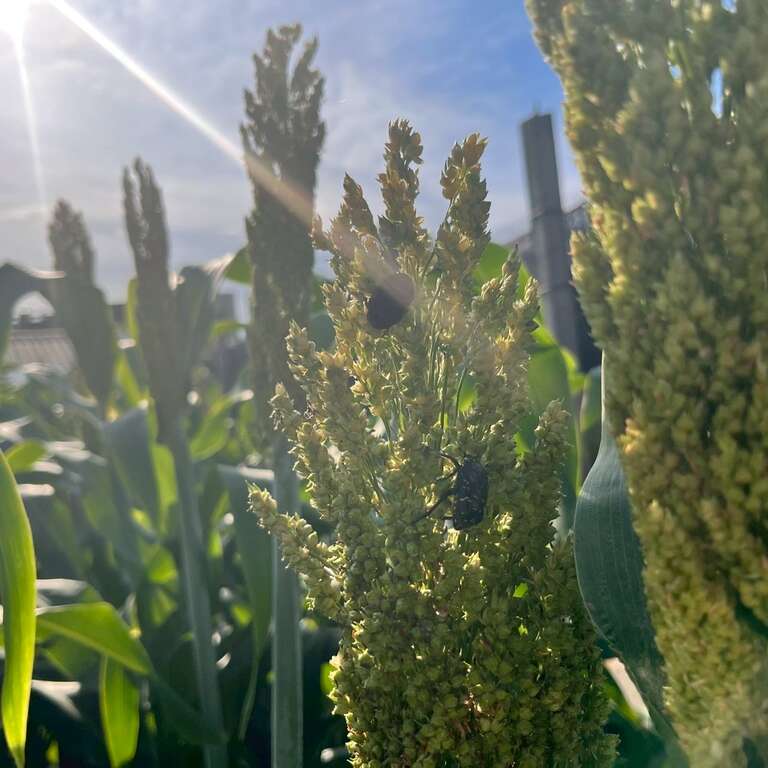 高粱田_取自台灣唯一不釀酒的高粱田FB