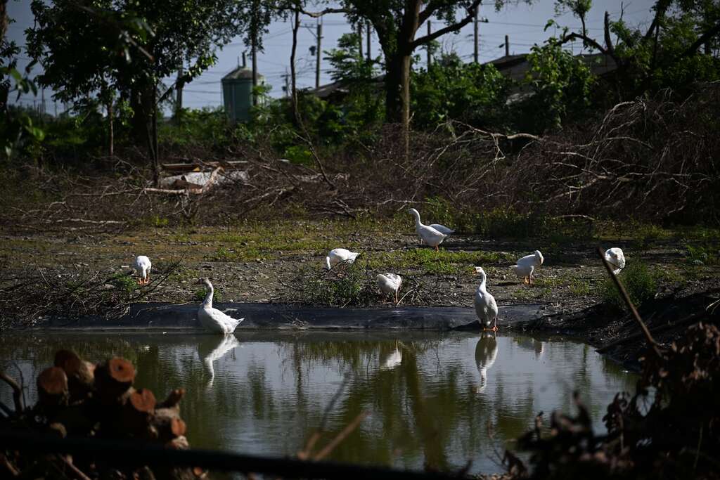 P05 位於曾文溪北岸的台南下營，以「蠶桑、白鵝、黑豆、文旦」四寶聞名。