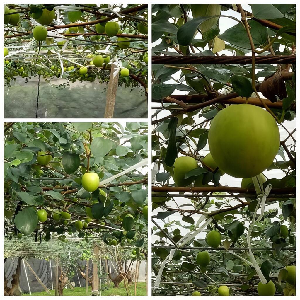 碩大飽滿的棗子