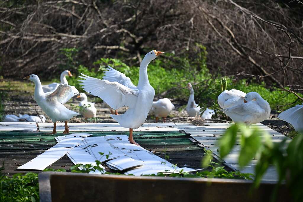 P04 「白鵝生態教育農場」裡的白鵝都是接待遊客的「資深老員工」，不會成為餐桌料理。