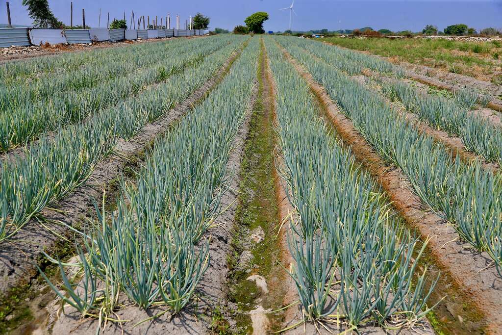 台中大安區的蔥，大多種植於大安溪或大甲溪畔，因氣候因素滋味特別濃郁002