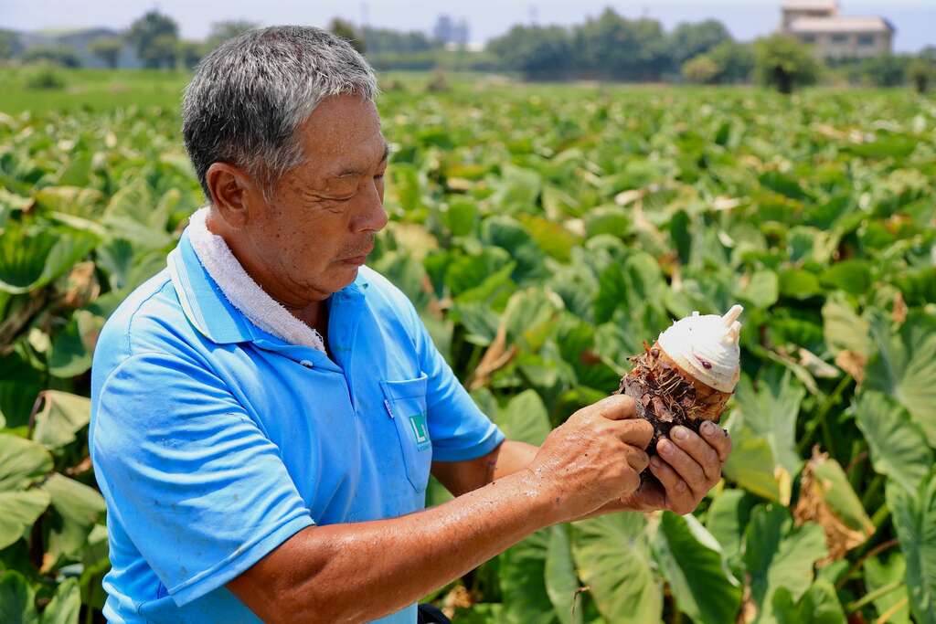 台中大安區的芋頭，因為土質、氣候與技術，品質絕佳，常在拍賣市場跟大甲芋頭互爭高下003