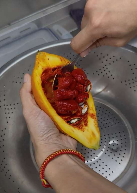 木虌果採收後入菜前，田媽媽們細心作業，不浪費果實的一絲一毫。