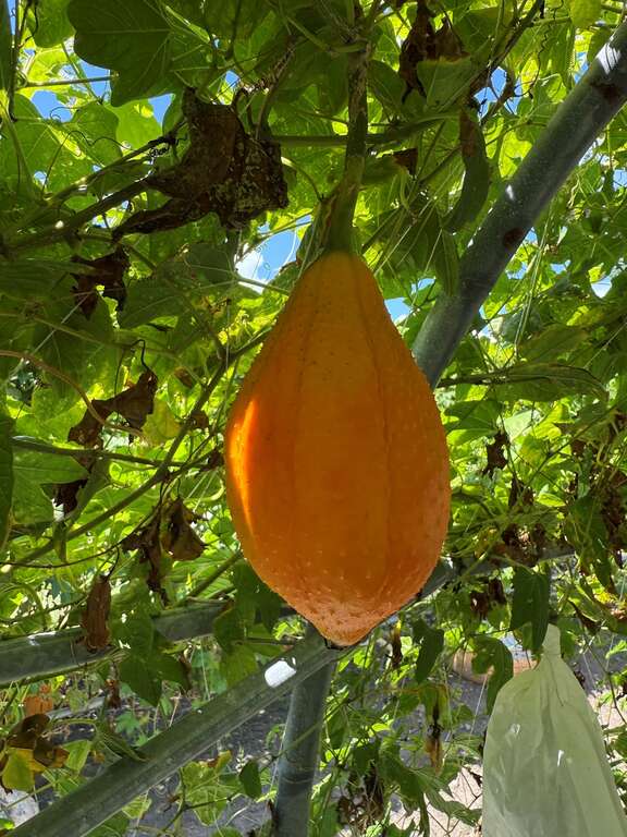 台灣原生種木鱉果形狀宛如水滴或橄欖球，和東南亞木鱉果的大顆圓球狀，很不一樣，很好辨識。