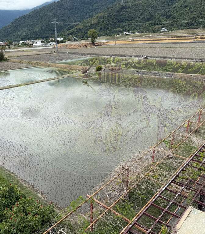 已插秧完成的「天后邸家」稻田彩繪藝術，每階段有其美感，2026年1月是最佳觀賞期，滿熟的稻禾，將立體呈現媽祖的溫柔與護佑。