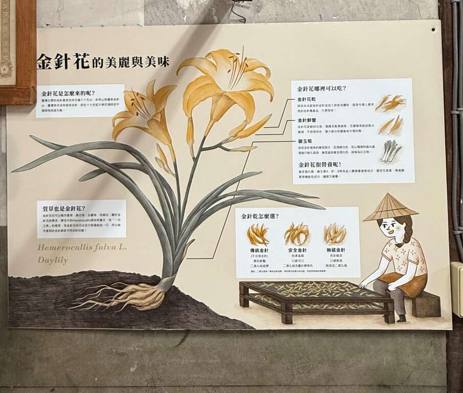 青山農場提供金針食農教育體驗，帶領遊客認識金針花與當地的飲食文化