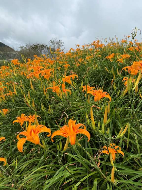 太麻里金針花季總是吸引許多旅人上山賞花，花海的另一邊是壯闊的太平洋。