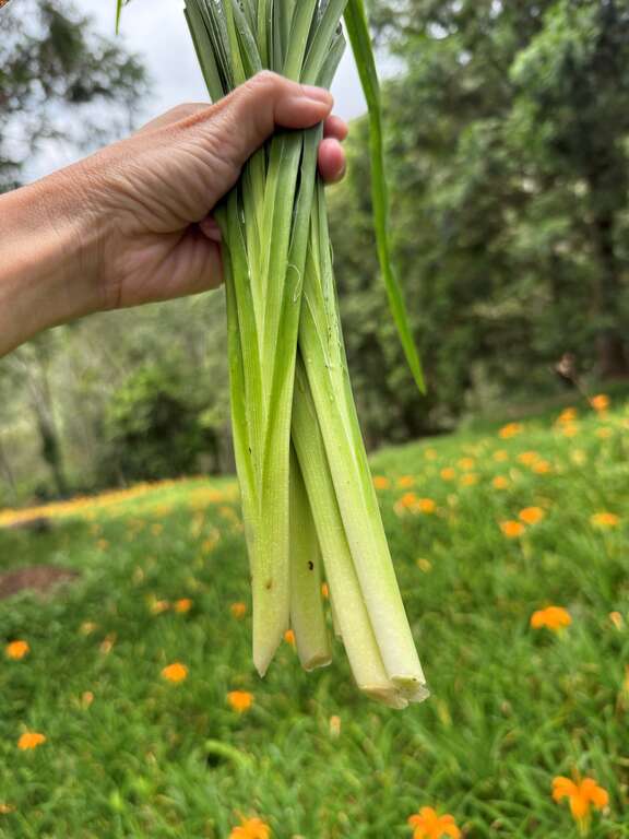剛從農場割下來的碧玉筍，清脆鮮甜