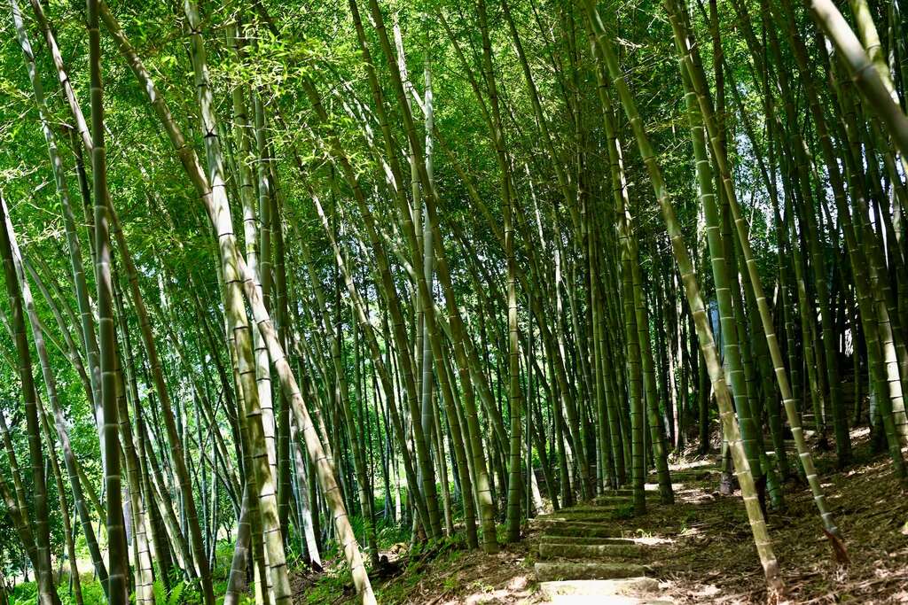 P04 梅居有一片孟宗竹園，是認識冬筍與孟宗竹文化的絕佳入口。