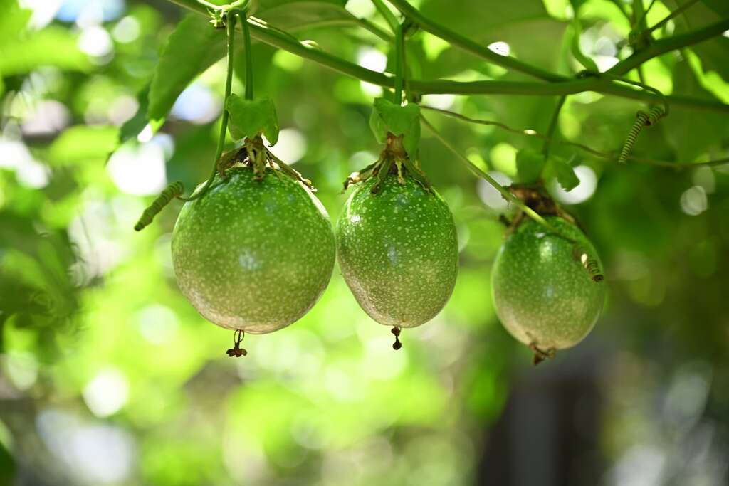 P06 梅居自產的百香果在枝頭上飽滿生長著。