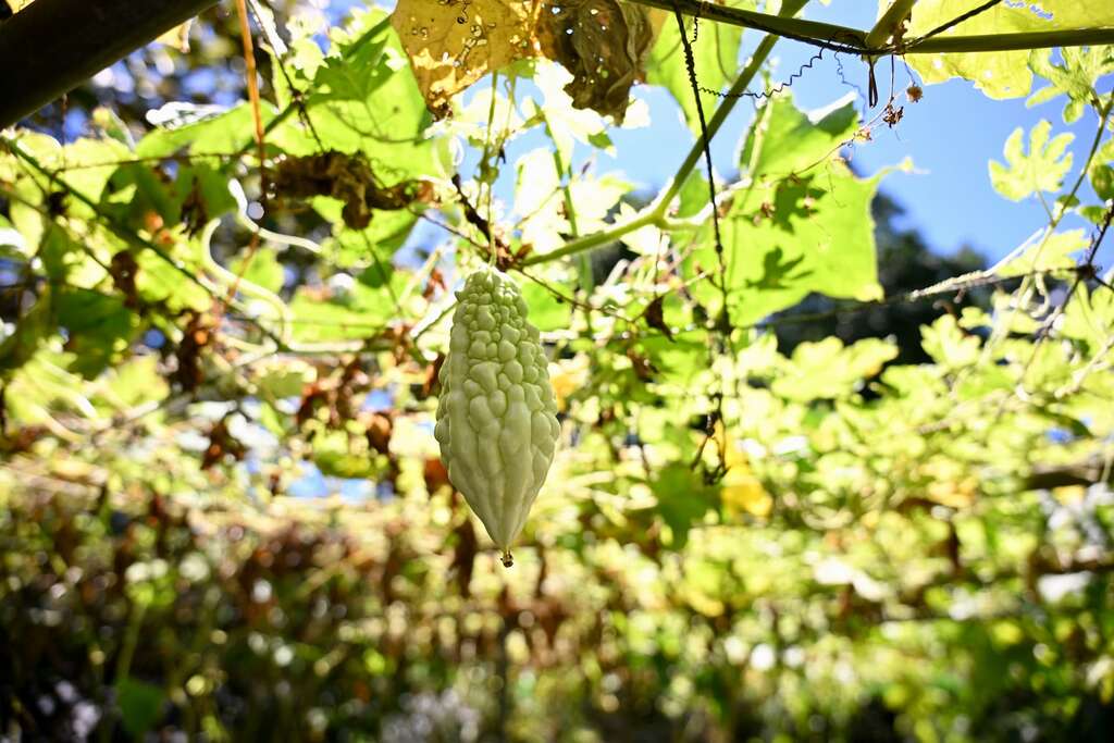 P05 農場沿著坡地闢地種植苦瓜，像這樣順應自然農法的作物展現強健生命力。