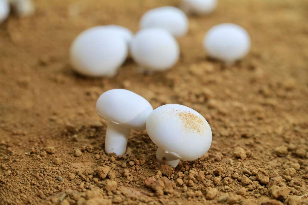 洋菇成長過程，要從菌絲變洋菇必須擾菌其作法就是以紅土覆蓋在菌絲上讓其覺得無法呼吸菌絲很快就會變成菇並因此在上頭留下紅土的痕跡，這也是市售洋菇多數帶有紅土的主因