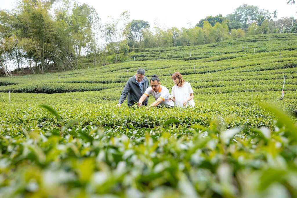 小半天烏龍茶燻雞