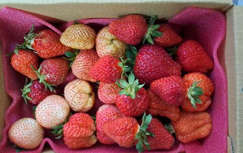 好上林有機草莓園(特色農遊認證場域)