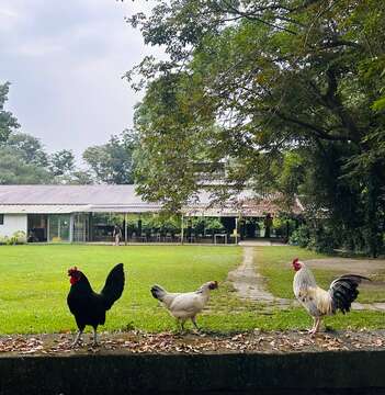 不一樣鱷魚生態農場