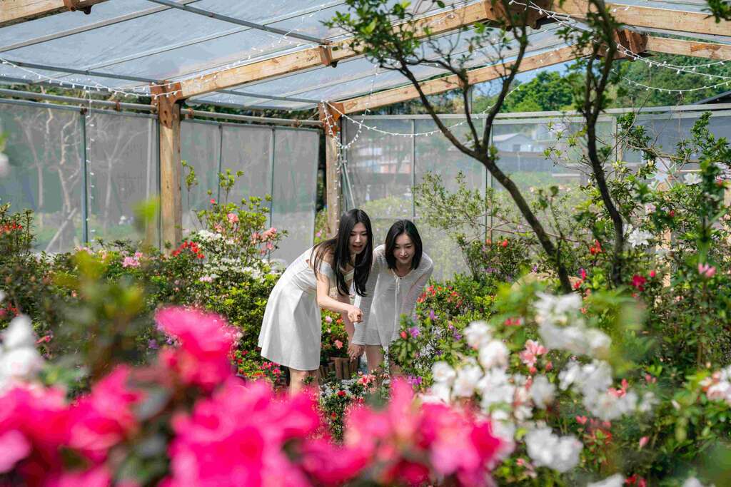 最受矚目、全台唯一的「杜鵑美術館」將於今(115)年花展期間展出新品種杜鵑，邀請民眾至萬里金山賞花(資料照片)_取自新北市政府新聞稿
