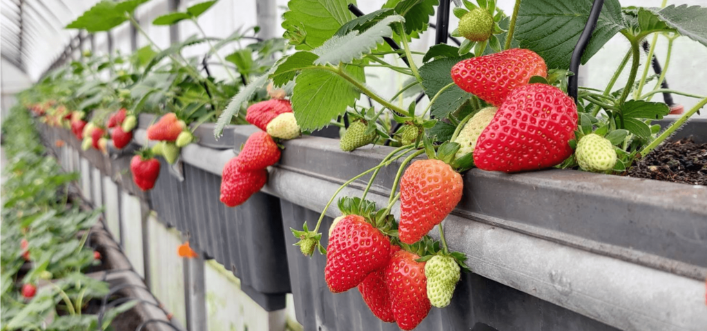 白石森活有機農場-圖片來源：農遊超市