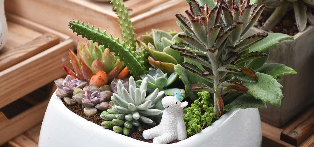 福祥仙人掌-圖片來源：農遊超市