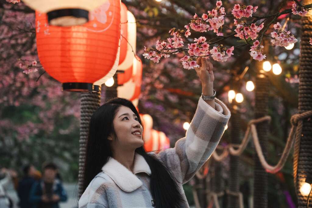 「2026花見櫻花季」1月29日至2月11日於淡水天元宮登場(資料照片)_取自新北市新聞稿