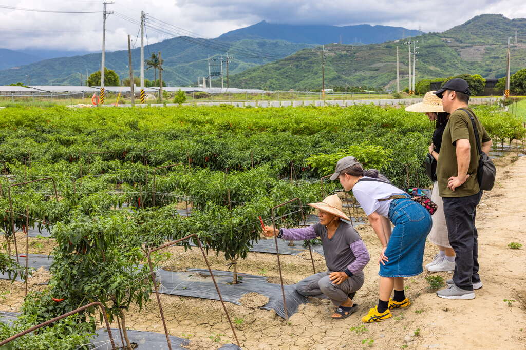蘭欣辣汗花果休閒農場2